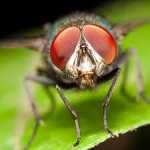 Fly
