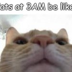 cat staring at camera | Cats at 3AM be like: | image tagged in cat staring at camera | made w/ Imgflip meme maker