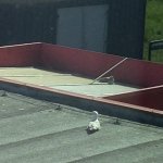 Gaviota filosofa