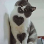 Like cat