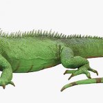 iguanna