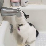 Cat drinking bath water