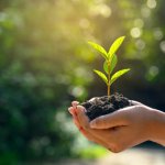 in the hands of trees growing seedlings bokeh green backround fe