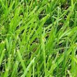 grass template