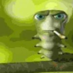 smoking caterpillar meme