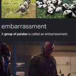 A group of pandas meme