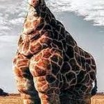 A Fat, Pixellated Giraffe. Like, FAT fat.