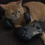 Gaming cat