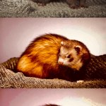 FERRET ANGERERY