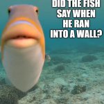 Daily Bad Dad Joke May 26 2022 | WHAT DID THE FISH SAY WHEN HE RAN INTO A WALL? DAMN | image tagged in orange fish staring at camera | made w/ Imgflip meme maker