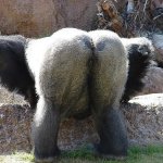gorilla ass
