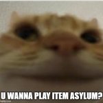 POV: sebby is online | U WANNA PLAY ITEM ASYLUM? | image tagged in front-facing camera cat | made w/ Imgflip meme maker