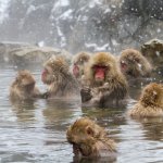 Japanese thermal spring with monkeys