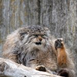 Angry pallas cat