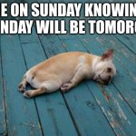mondays | ME ON SUNDAY KNOWING MONDAY WILL BE TOMOROW | image tagged in tired dog | made w/ Imgflip meme maker