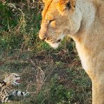 Lion and Serval Kitten