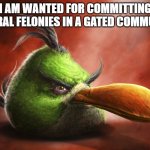 insert good title here | I AM WANTED FOR COMMITTING SEVERAL FELONIES IN A GATED COMMUNITY | image tagged in realistic angry bird,memes,funny,angry birds | made w/ Imgflip meme maker