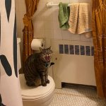 Cat in the bathroom