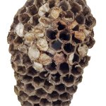 Wasp Nest meme