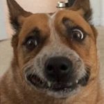 Dog Cringe | RHUBARB PIE FALLS ON THE FLOOR; MY DOG | image tagged in dog cringe | made w/ Imgflip meme maker