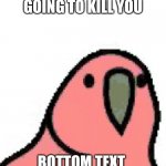 birb boy | ME WHEN IM GOING TO KILL YOU; BOTTOM TEXT | image tagged in birb boy | made w/ Imgflip meme maker