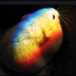rainbow hamster