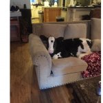 cow, sofa