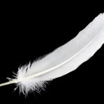 White Feather Cowardice