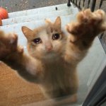 Crying sad cat trying to get into house | PLEASE LET ME IN | image tagged in crying sad cat trying to get into house,funny,memes,cats,president_joe_biden | made w/ Imgflip meme maker