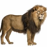 lion