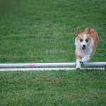 Corgi jump