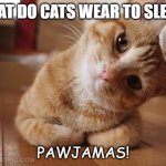 Daily Bad Dad Joke 06/02/2022 | WHAT DO CATS WEAR TO SLEEP? PAWJAMAS! | image tagged in curious question cat | made w/ Imgflip meme maker