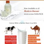 Pasteurized Camel Milk