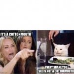Cottonmouth | IT’S A COTTONMOUTH; EVERY SNAKE YOU SEE IS NOT A COTTONMOUTH | image tagged in real housewives screaming cat | made w/ Imgflip meme maker