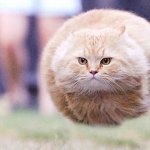 Floating cat