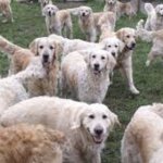 Lottery English Cream Golden Retriever