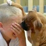 Dog comforts crying kid