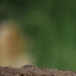 Prairie Dog hole GIF Template