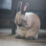 Sad bunny
