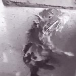 rat shower GIF Template