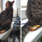 Cat Sandwich