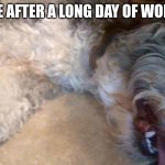 So true | ME AFTER A LONG DAY OF WORK | image tagged in simon the dog | made w/ Imgflip meme maker