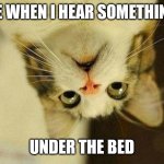 Scared Cat Meme Generator - Imgflip