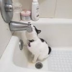 cat at faucet
