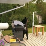 Bear BBQ