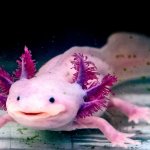 Axolotl