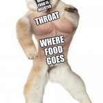 Where food is | WHERE FOOD IS INSERTED; THROAT; WHERE FOOD GOES | image tagged in buff doge v2 | made w/ Imgflip meme maker