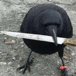 Raven with knife