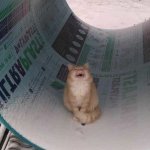 Cat laughing in tube