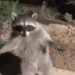 Racoon Caught GIF Template
